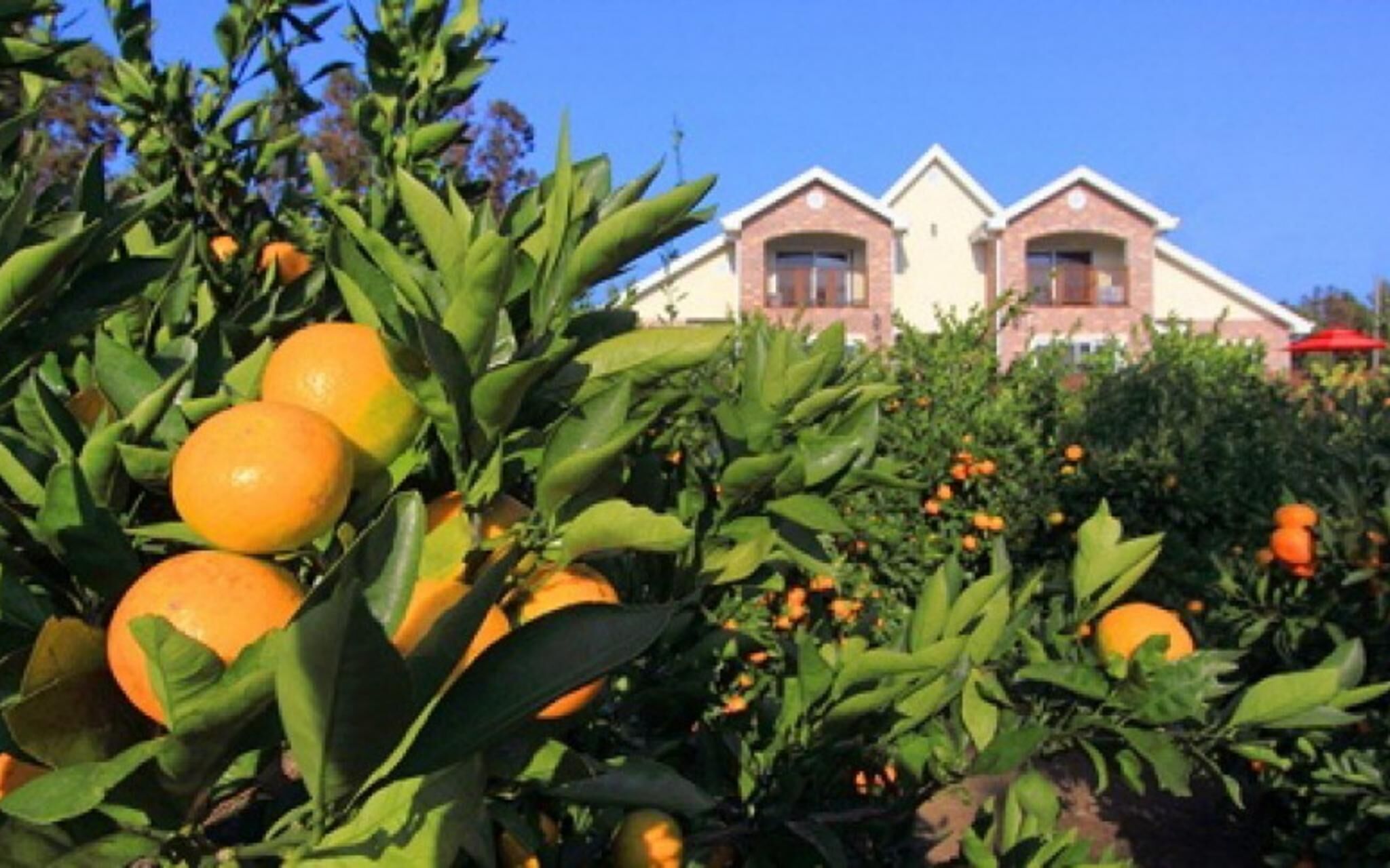 Seoguipo Lucky Clover Pension photo 2