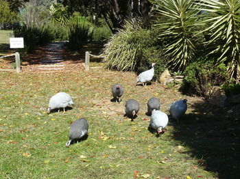 Protea Farm photo 4