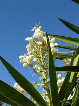 Protea Farm photo 5