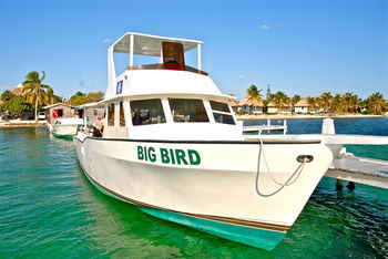 Blackbird Caye Resort photo 3
