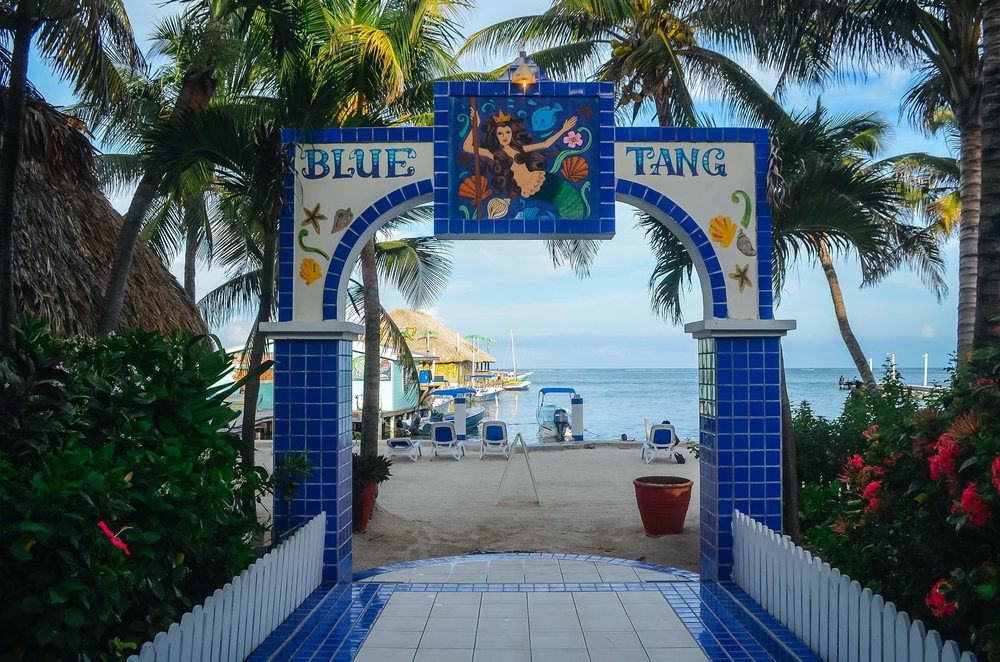 Blue Tang Inn 산 페드로 Belize thumbnail