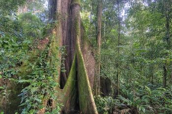 Cinco Ceibas Rainforest Reserve and Adventure Park photo 4
