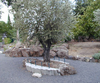Kerem Dodim photo 5