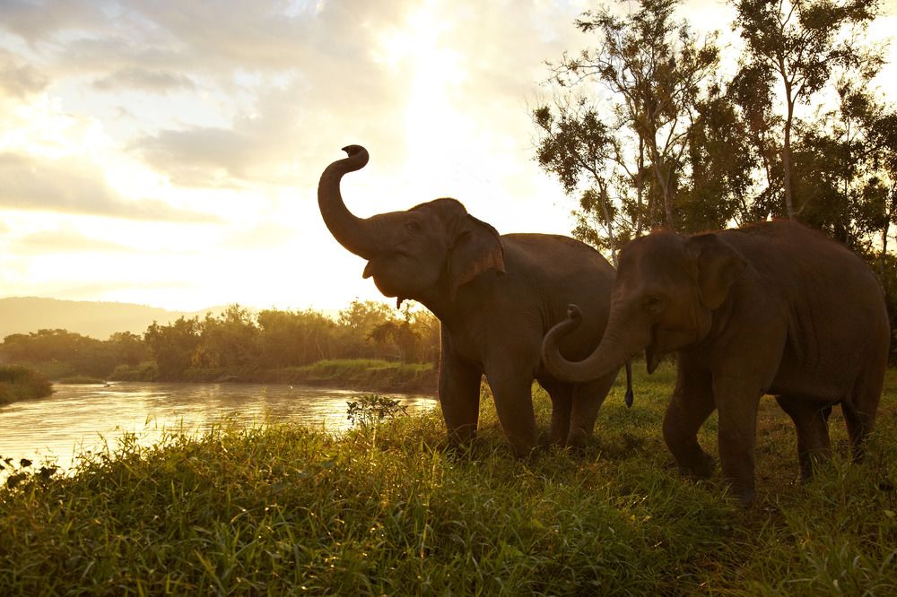 Anantara Golden Triangle Elephant Camp & Resort image 1