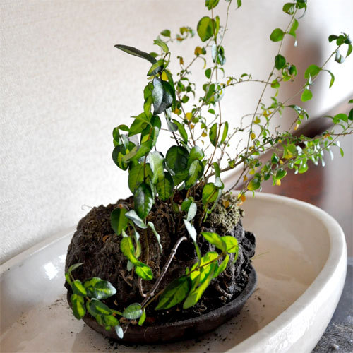 Others 4, Ryokan Asahikan Hotel, Yasugi